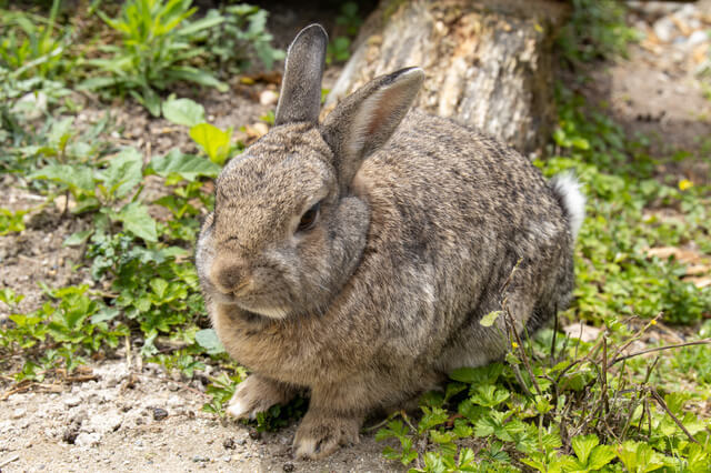 獣医師監修 ネザーランドドワーフの寿命は短い 長生きのコツも紹介 Moffme