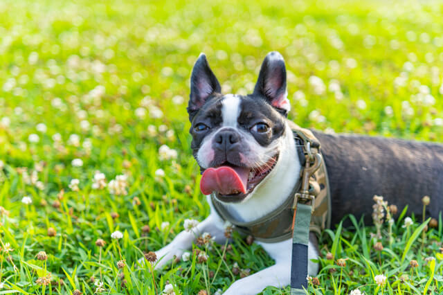 不細工な犬が大人気 ぶさかわわんちゃんランキングを紹介 Moffme 不細工な犬が大人気 ぶさかわわんちゃんランキングを紹介 Moffme