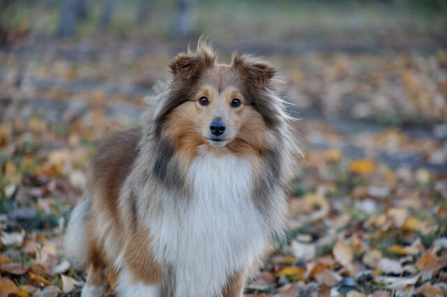 獣医師監修 犬の扁平上皮癌とは 原因から症状 治療法まで解説 Moffme