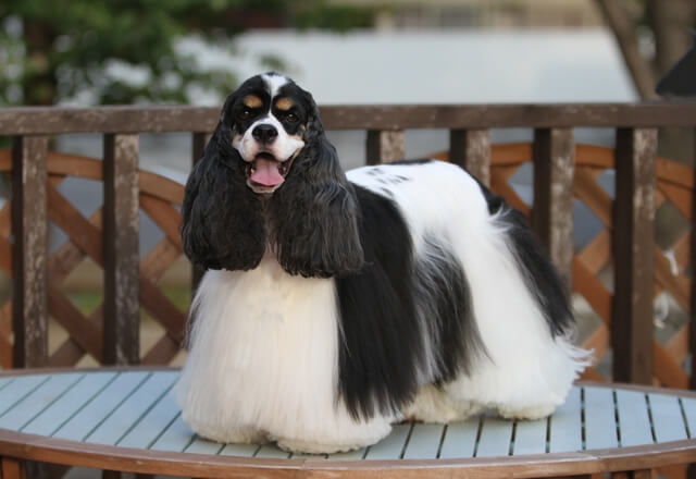 獣医師監修 犬の前立腺炎とは 原因から症状 治療法まで解説 Moffme 獣医師監修 犬の前立腺炎とは 原因から症状 治療法まで解説 Moffme