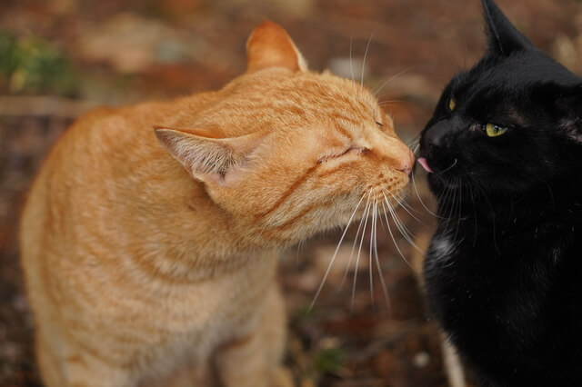 獣医師監修 猫の歯周病とは 原因から症状 治療法 予防法を解説 Moffme