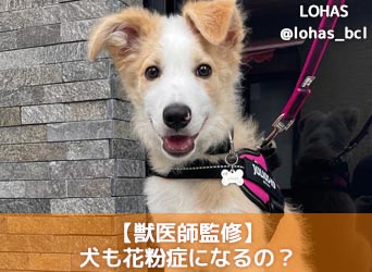 獣医師監修 犬も花粉症になるの 花粉症の原因や症状 治療法 予防法を解説 Moffme