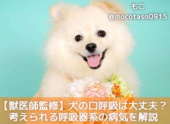 獣医師監修 犬の口呼吸は大丈夫 口呼吸の理由や考えられる呼吸器系の病気を解説 Moffme