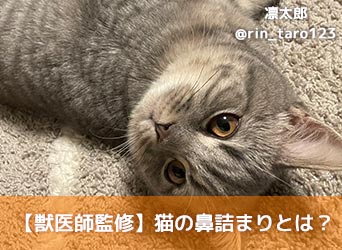 獣医師監修 猫の鼻詰まりとは 原因や考えられる病気 対処法 治療法を解説 Moffme 獣医師監修 猫の鼻詰まりとは 原因や考えられる病気 対処法 治療法を解説 Moffme