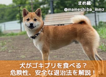 犬がゴキブリを食べる 理由や対処法 危険性 安全な退治法を解説 Moffme