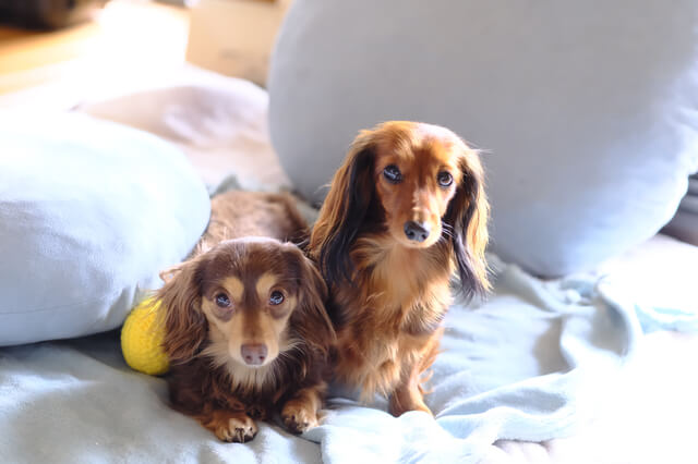 子犬の 餌をふやかす はいつまで 子犬の餌に関する情報を紹介 Moffme 子犬の 餌をふやかす はいつまで 子犬の餌に関する情報を紹介 Moffme