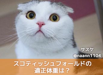 スコティッシュフォールドの適正体重は 肥満 痩せ過ぎの予防も解説 Moffme スコティッシュフォールドの適正体重は 肥満 痩せ過ぎの予防も解説 Moffme