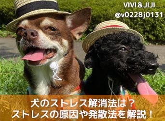 犬のストレス解消法は ストレスの原因や発散法 グッズを解説 Moffme 犬のストレス解消法は ストレスの原因や発散法 グッズを解説 Moffme