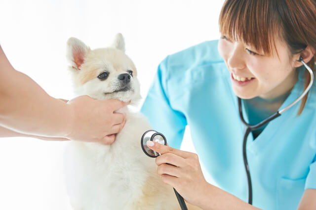 犬もストレスで下痢になる ストレスの原因や注意すべき下痢を解説 Moffme