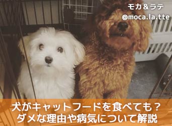 犬がキャットフードを食べても大丈夫 ダメな理由や病気について解説 Moffme