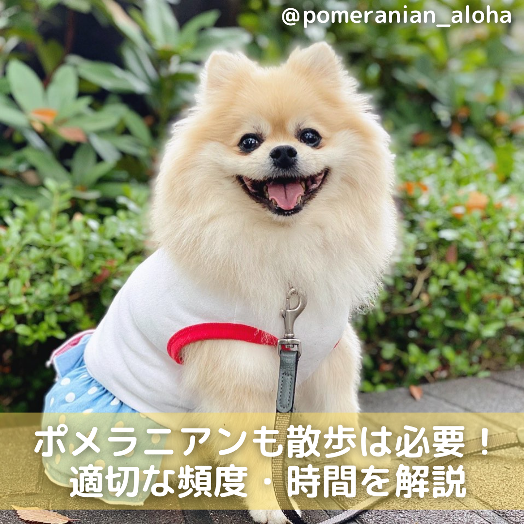 ポメラニアンも散歩は必要 散歩の必要性と適切な頻度 時間等を解説 Moffme ポメラニアンも散歩は必要 散歩の必要性と適切な頻度 時間等を解説 Moffme