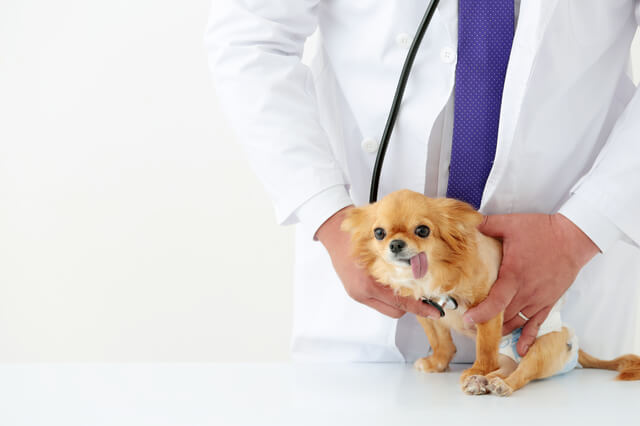 チワワも散歩は必要 散歩の必要性と適切な頻度 時間等を解説 Moffme