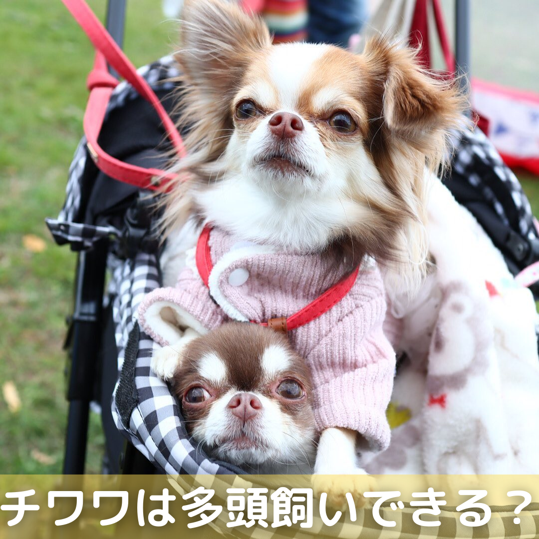 チワワは多頭飼いできる 仲良くさせる方法や注意点 相性を解説 Moffme チワワは多頭飼いできる 仲良くさせる方法や注意点 相性を解説 Moffme