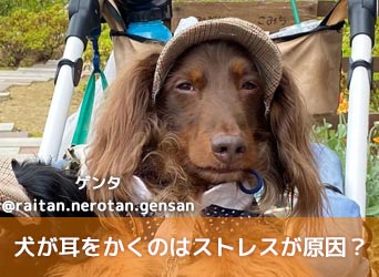 犬が耳をかくのはストレスが原因 ストレスサインや解消法も解説 Moffme