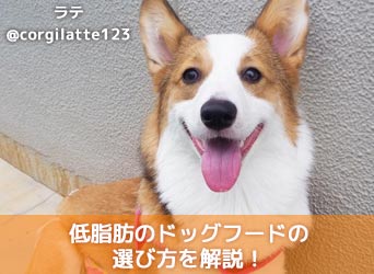 低脂肪のドッグフードの選び方を解説 おすすめランキングも紹介 Moffme