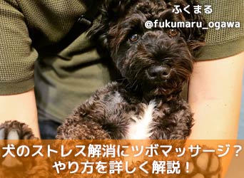 愛犬のストレスを解消するツボマッサージとは やり方を詳しく解説 Moffme