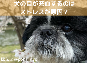 犬の目が充血するのはストレスが原因 ストレス解消法や病気を解説 Moffme