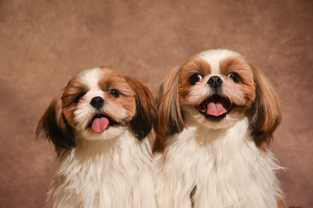 犬用早食い防止食器はストレスになる 適切な使い方や注意点を解説 Moffme 犬用早食い防止食器はストレスになる 適切な使い方や注意点を解説 Moffme