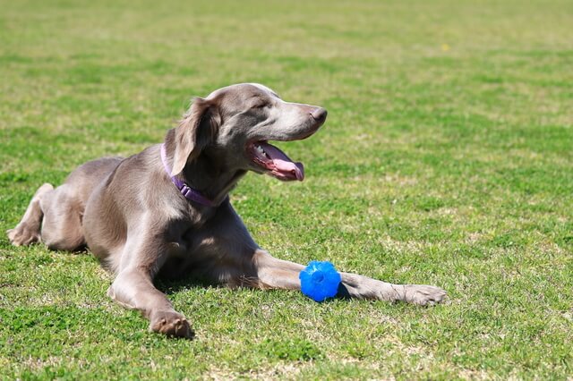 犬にとってエリザベスカラーはストレス ストレスの軽減方法とは Moffme