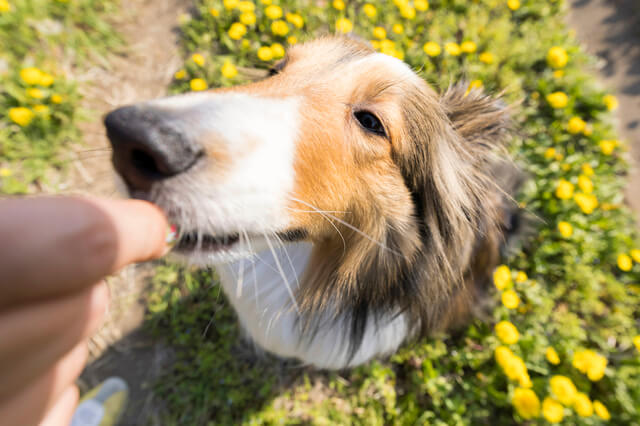 犬はストレスで水を飲まないことがある 飲まない理由や与え方を解説 Moffme