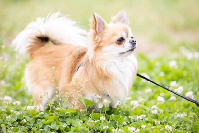 犬が吠えないのはストレスが原因 ストレスサインや解消法も解説 Moffme 犬が吠えないのはストレスが原因 ストレスサインや解消法も解説 Moffme