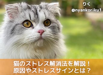 猫のストレス解消法を解説 ストレスの原因やストレスサインとは Moffme