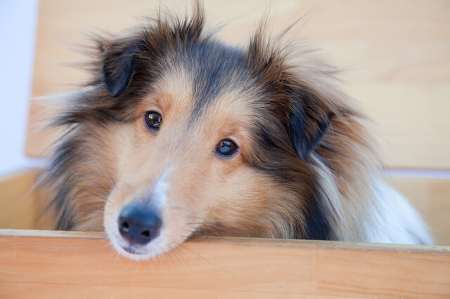 老犬の食欲がない 食欲不振の原因や病気 食べさせ方について解説 Moffme