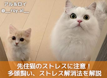 先住猫のストレスに注意 失敗しない多頭飼い ストレス解消法を解説 Moffme