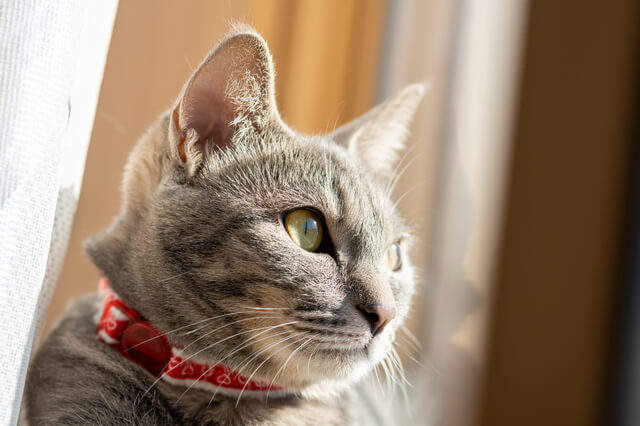 猫の多頭飼いはストレス 失敗しない飼い方やストレス解消法を解説 Moffme