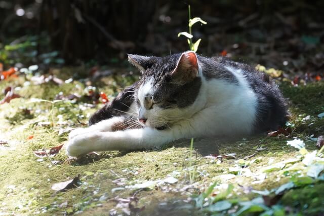 猫の5つのストレス原因を徹底解説 ストレスサインや解消法とは Moffme