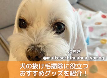 犬の抜け毛掃除に役立つおすすめグッズを紹介 上手な掃除方法とは Moffme