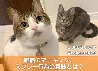 雌猫のマーキング スプレー行為の意味とは 原因や対処法等を解説 Moffme