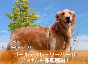 ゴールデンレトリーバーのしつけ方を徹底解説 問題行動の対策とは Moffme ゴールデンレトリーバーのしつけ方を徹底解説 問題行動の対策とは Moffme