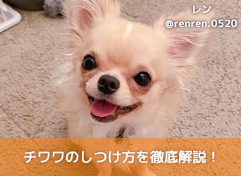 チワワのしつけ方を徹底解説 注意点やコツ 噛み癖等のしつけ方とは Moffme