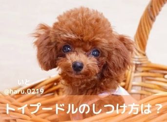 トイプードルのしつけ方を徹底解説 始める時期や噛み癖等の対策とは Moffme トイプードルのしつけ方を徹底解説 始める時期や噛み癖等の対策とは Moffme
