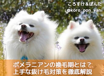 ポメラニアンの換毛期とは 時期や期間 上手な抜け毛対策を徹底解説 Moffme