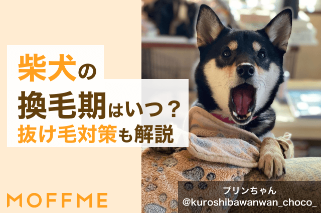 柴犬の換毛期はいつ 時期や期間 ブラッシング等の抜け毛対策を解説 Moffme 柴犬の換毛期はいつ 時期や期間 ブラッシング等の抜け毛対策を解説 Moffme