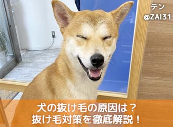 犬の抜け毛の原因は 換毛期や病気等の原因や抜け毛対策を徹底解説 Moffme