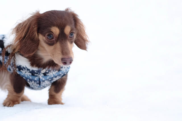 ホームセンターのドッグフードはおすすめ 安全なフードの選び方とは Moffme