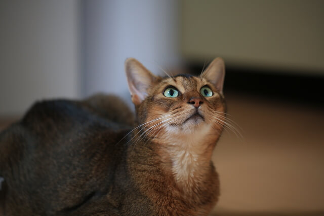 猫もおならをするの 原因として考えられる病気や注意点を徹底解説 Moffme