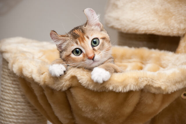 猫は鯖を食べられる 含まれる栄養成分や与え方 注意点を徹底解説 Moffme