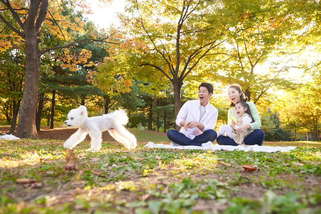 犬は梨を食べられる 栄養効果や与えても良い量 注意点を徹底解説 Moffme