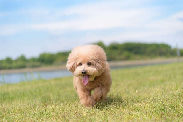 犬に靴を履かせるのはかわいそう メリットやデメリットを紹介 Moffme