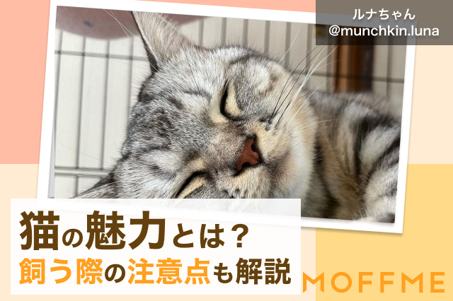 猫のいいところとは 猫の魅力や飼うメリットについて徹底解説 Moffme