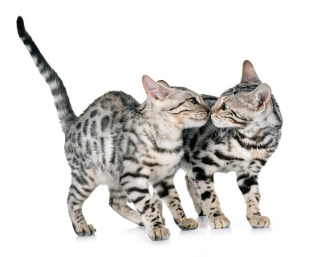 和歌山のおすすめ猫カフェ9選 ハリネズミに会える猫カフェも Moffme