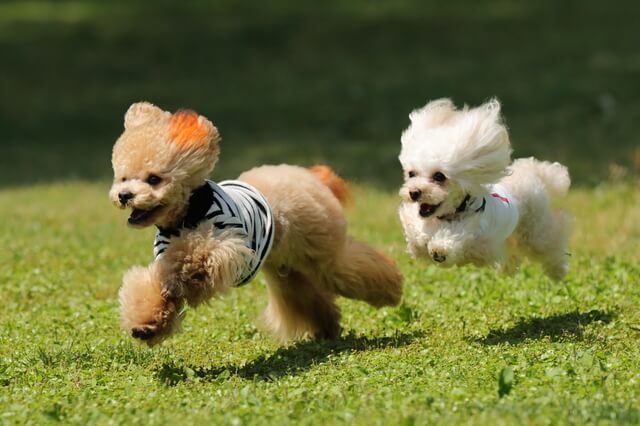 犬に芸を教えたい 6つの芸の教え方と注意点を紹介 Moffme 犬に芸を教えたい 6つの芸の教え方と注意点を紹介 Moffme