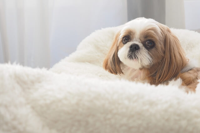 犬のいびきは病気の可能性がある 原因と対処法について解説 Moffme