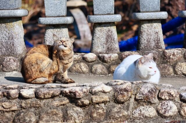 かぎしっぽの猫は幸運を呼び寄せるって本当 かぎしっぽの原因 特徴を解説 Moffme