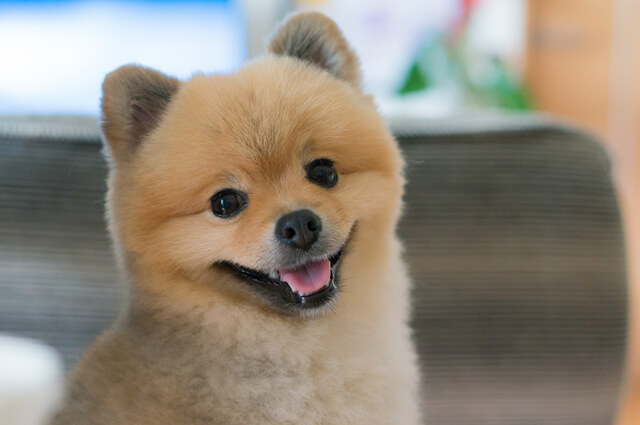 犬がフガフガ唸って鼻づまりを起こしている その対処法とは Moffme 犬がフガフガ唸って鼻づまりを起こしている その対処法とは Moffme