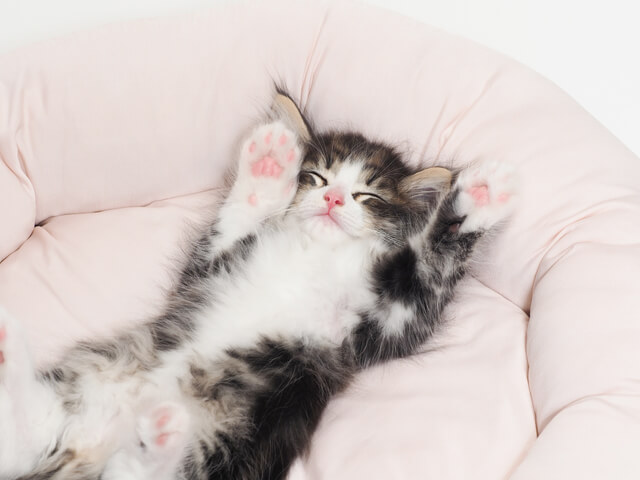 愛猫が飼い主と一緒に寝る理由は 一緒に寝る時と寝ない時を比較 Moffme